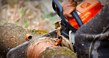 tree felling