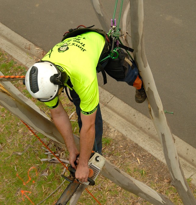 What you need to know before hiring an Arborist.