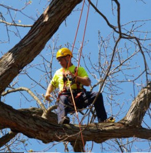 Jims-Trees-T-42