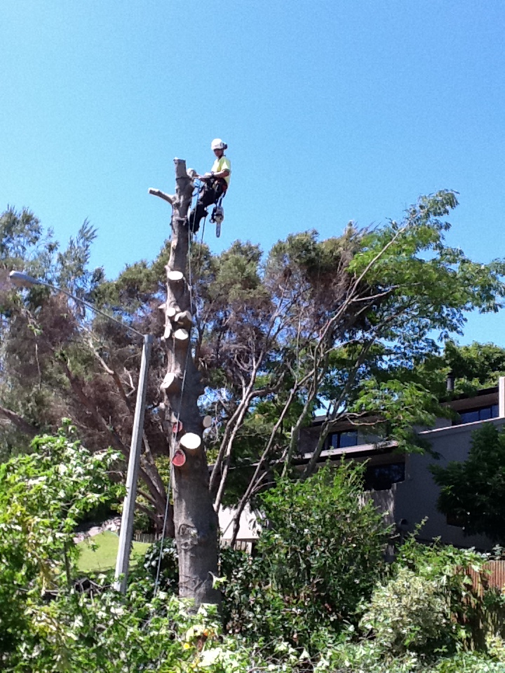 arborist dunedin