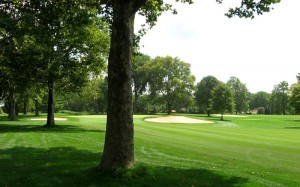 tree-removal-auckland