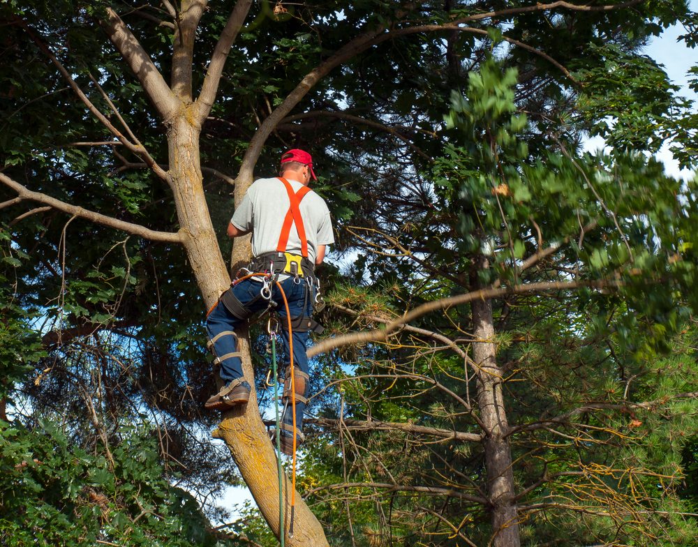 Tree Removal Service Christchurch