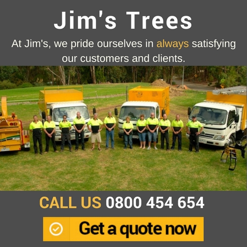JIM'S TREES