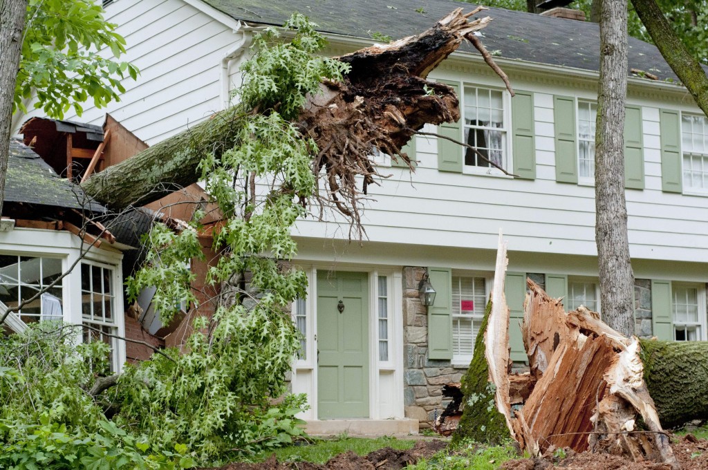 tree damage