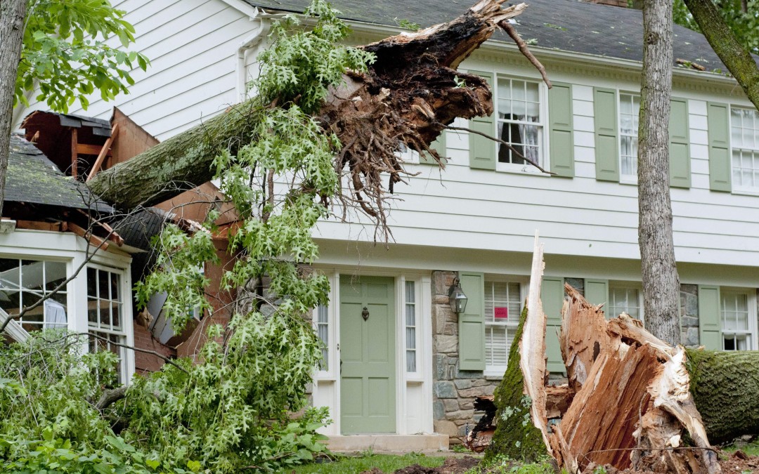 What Are The Risks Of DIY Tree Removal?