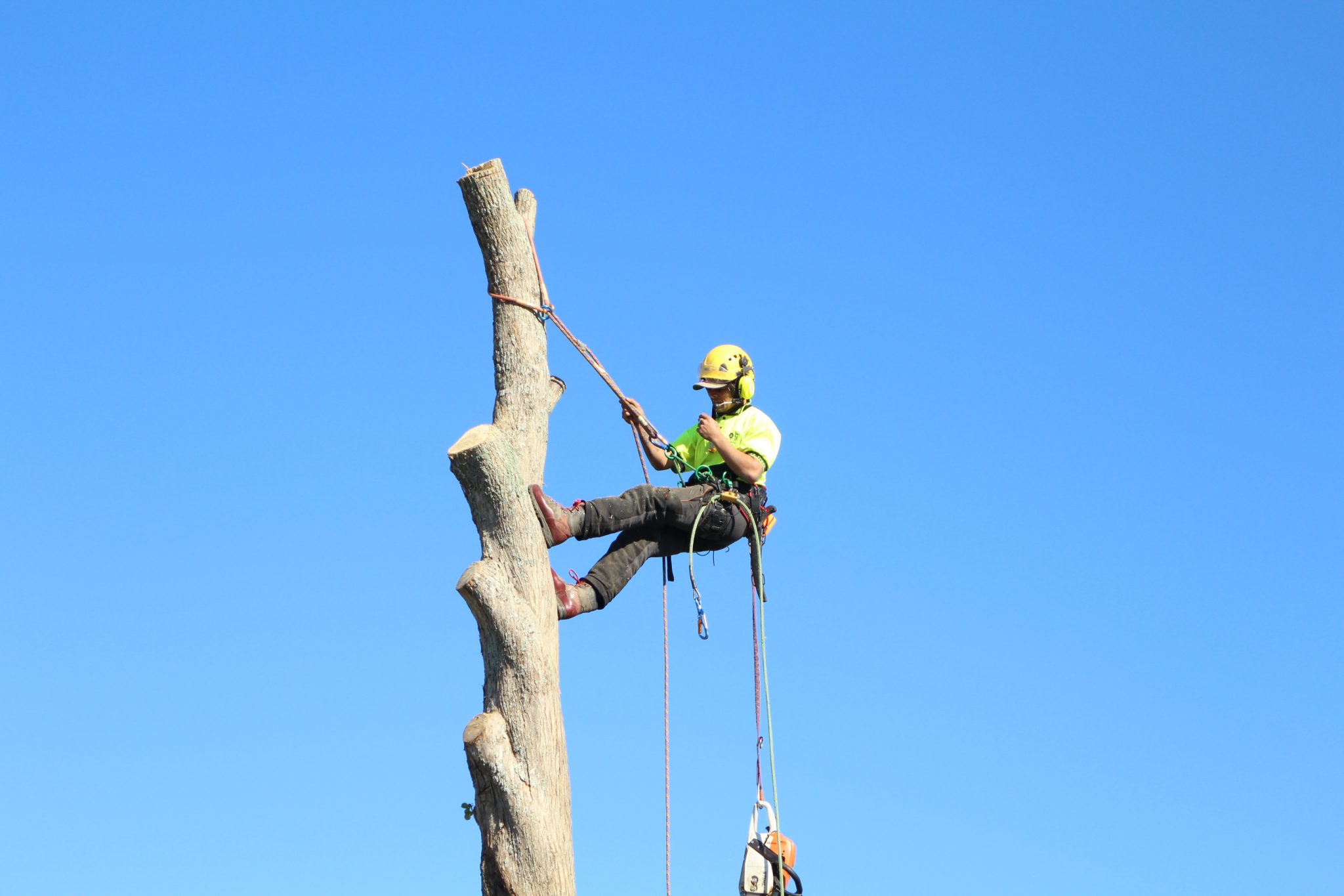 Auckland arborist. 