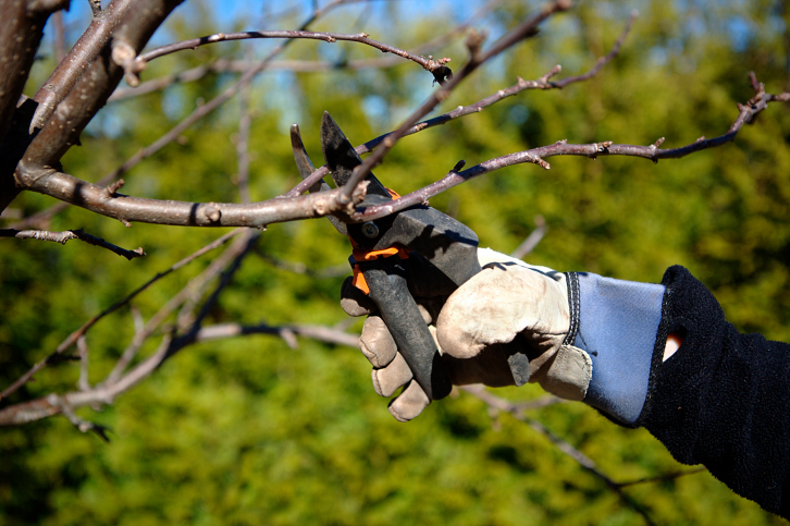 Why Is Tree Pruning Important For Your Trees?