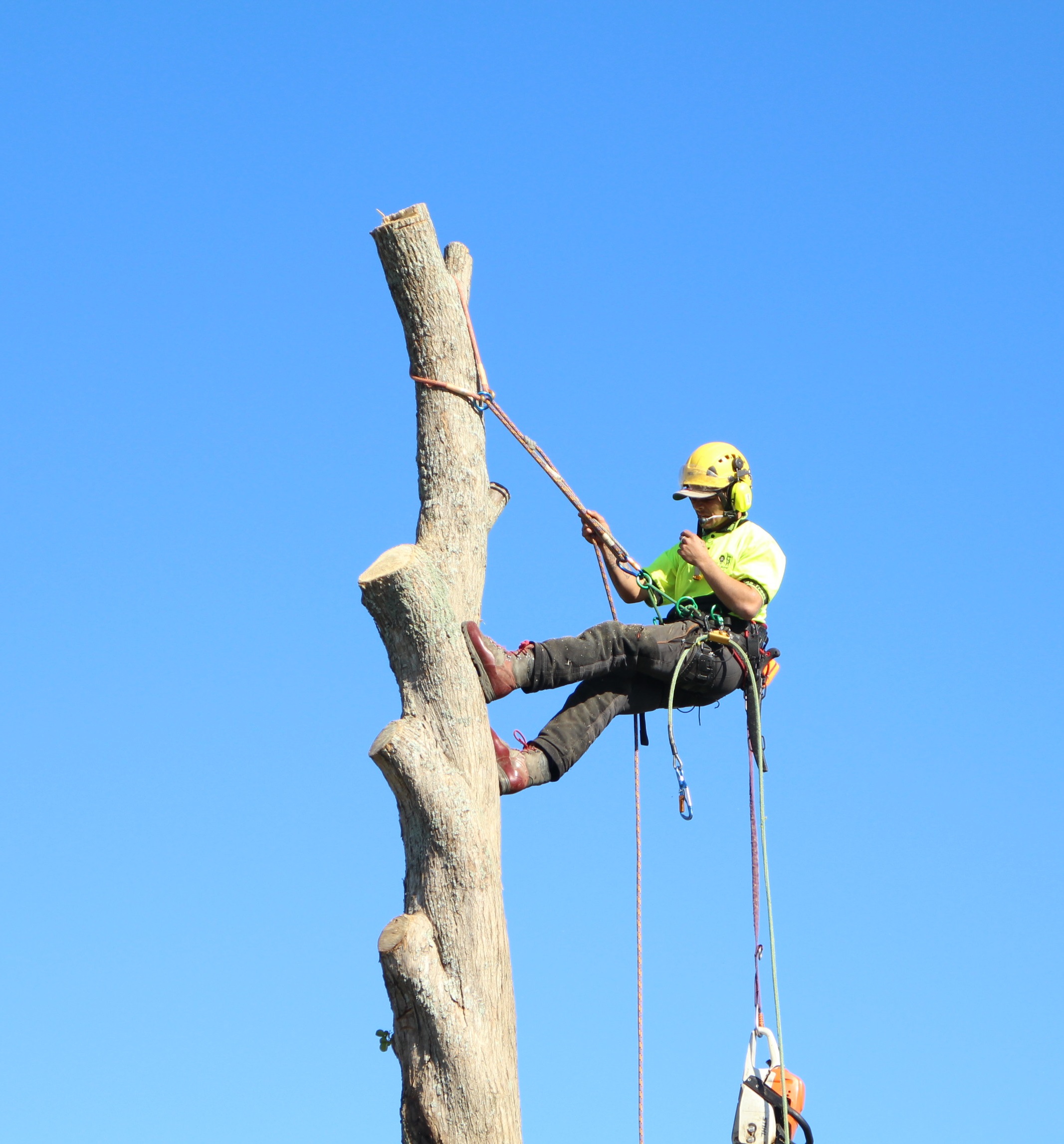 Tree Removal Brisbane Northside