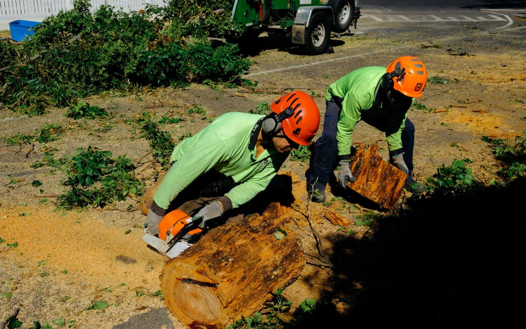 What Are The Benefits Of Stump Grinding?