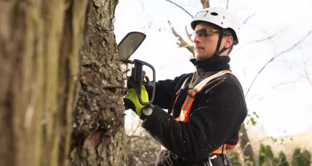 arborist